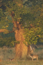 Daim (Dama dama) sous un chêne centenaire du Parc de Dyrehaven