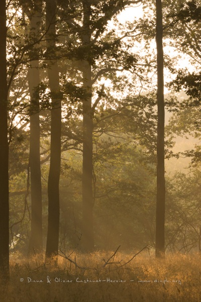 Lever de soleil dans un sous bois.