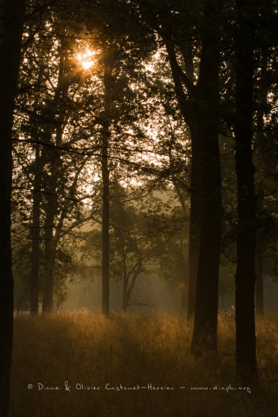 Lever de soleil dans un sous bois.