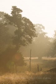 Prairie dans la brume au lever du jour