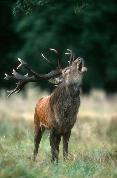 Cerf Elaphe au brame