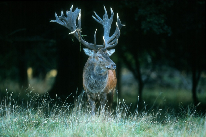 Cerf Elaphe au brame