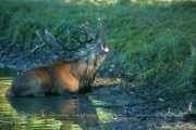 Cerf Elaphe au brame