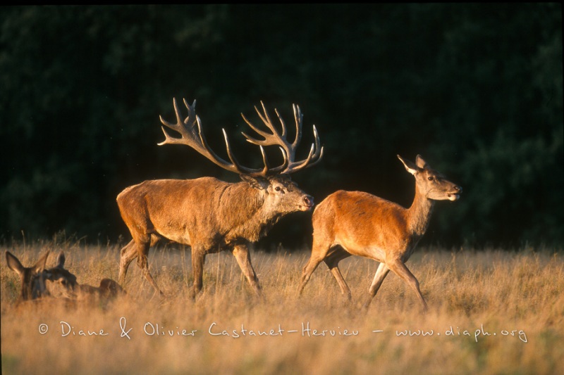 Cerf Elaphe au brame