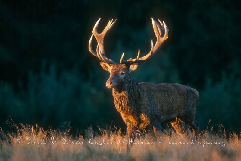 Cerf Elaphe au brame