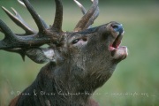 Cerf Elaphe au brame