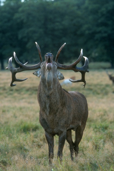 Cerf Elaphe au brame