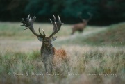 Cerf dansla prairie