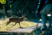 Cerf et vélo