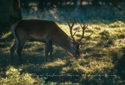 Jeune cerf en sous bois