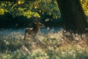 Jeune cerf en sous bois