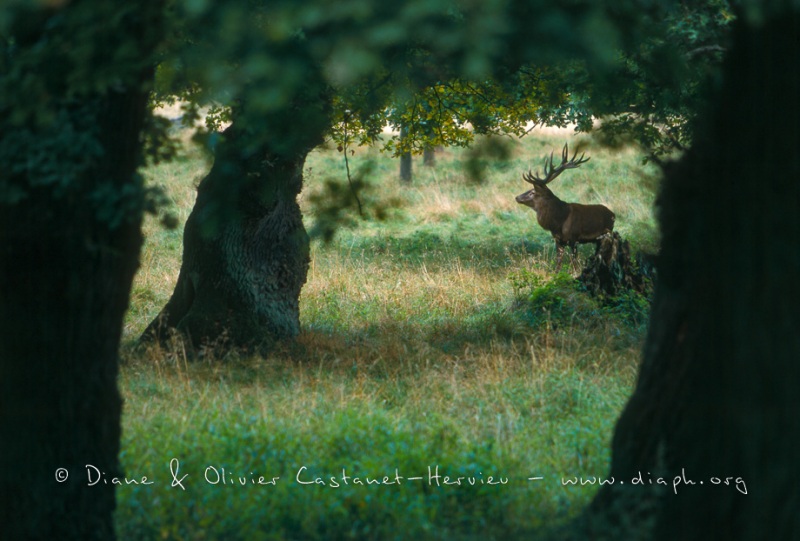 Cerf en sous bois