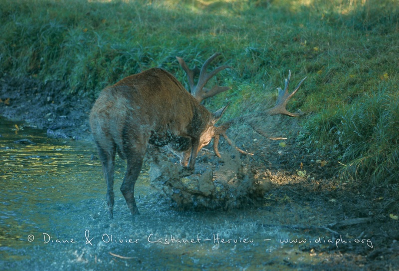 Cerf edans l'eau