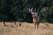 Cerf Elaphe au brame