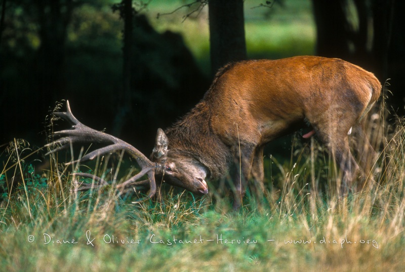 Cerf en rateau