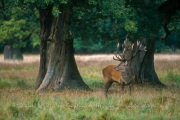 Un cerf, deux chênes