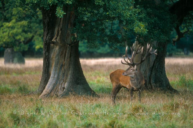 Un cerf, deux chênes