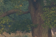 Daim (Dama dama) sous un chêne centenaire du Parc de Dyrehaven