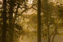 Lever de soleil dans un sous bois.