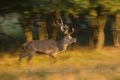 Cerf élaphe (Cervus elaphus) saison du brame