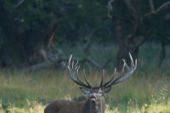 Cerf élaphe (Cervus elaphus) saison du brame