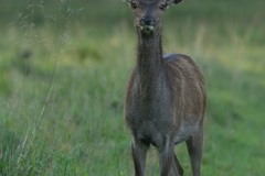 Cerf élaphe (Cervus elaphus) saison du brame