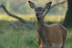 Cerf élaphe (Cervus elaphus) saison du brame