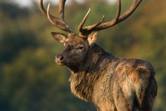 Cerf élaphe (Cervus elaphus) saison du brame