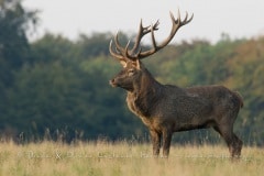 Cerf élaphe (Cervus elaphus) saison du brame