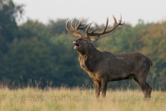 Cerf élaphe (Cervus elaphus) saison du brame