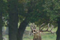 Cerf élaphe (Cervus elaphus) saison du brame