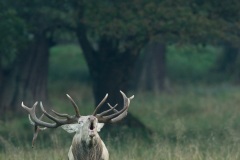 Cerf élaphe (Cervus elaphus) saison du brame