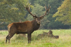 Cerf élaphe (Cervus elaphus) saison du brame