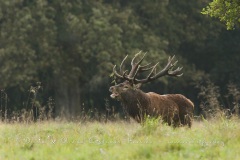 Cerf élaphe (Cervus elaphus) saison du brame