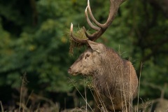 Cerf élaphe (Cervus elaphus) saison du brame