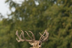 Cerf élaphe (Cervus elaphus) saison du brame