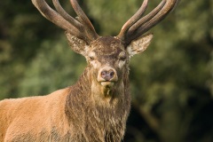 Cerf élaphe (Cervus elaphus) saison du brame