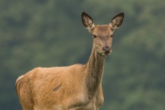 Cerf élaphe (Cervus elaphus) saison du brame