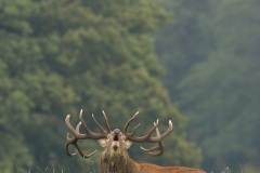 Cerf élaphe (Cervus elaphus) saison du brame