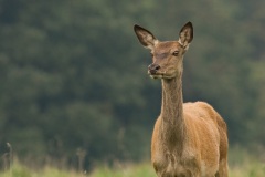 Cerf élaphe (Cervus elaphus) saison du brame