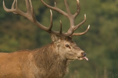 Cerf élaphe (Cervus elaphus) saison du brame