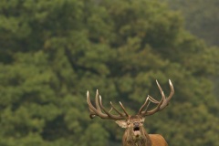 Cerf élaphe (Cervus elaphus) saison du brame