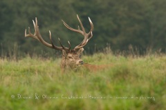 Cerf élaphe (Cervus elaphus) saison du brame