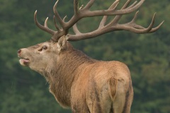 Cerf élaphe (Cervus elaphus) saison du brame