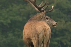 Cerf élaphe (Cervus elaphus) saison du brame