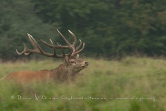 Cerf élaphe (Cervus elaphus) saison du brame