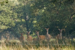 Cerf élaphe (Cervus elaphus) saison du brame