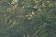 Cerf élaphe (Cervus elaphus) saison du brame