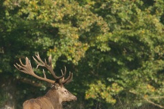 Cerf élaphe (Cervus elaphus) saison du brame