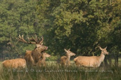 Cerf élaphe (Cervus elaphus) saison du brame